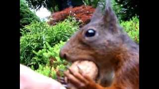 preview picture of video 'Braunes Eichhörnchen frisst aus der Hand'