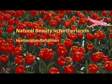 Natural Beauty In Netherlands. The World's Biggest Flower Garden in Amsterdam_ Humayun Rahman