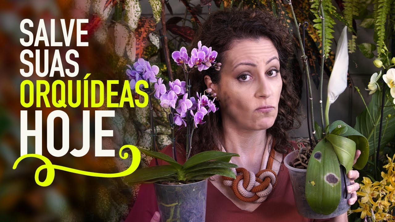 Como CUIDAR de ORQUÍDEA doente? Aprenda a identificar 17 PROBLEMAS