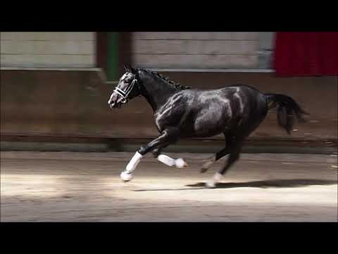 Hengst *07/19  Cornet de Semilly x Balou du Rouet