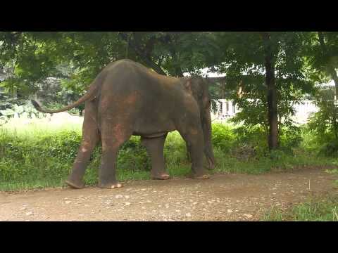 Elephant on the limp