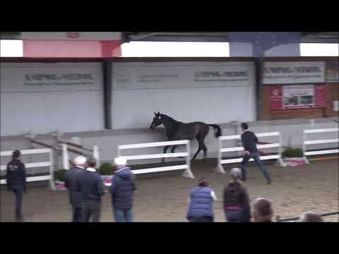 MARLON (Castle Rock - Pigmalion - Caretino K) 2 y.o.