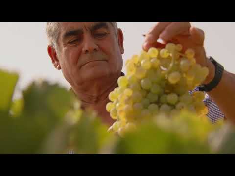 Bodegas Williams  Humbert