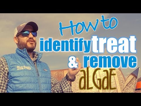 How To Identify, Treat and Remove Algae from a Swimming Pool