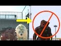 MGSV: Phantom Pain - Removing Demon Snake - (Metal Gear Solid 5) MGSV: Phantom Pain - Removing Demon Snake - (Metal Gear Solid 5)