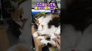 猫さま暖かいところで寝転んでパソコンを壊そうとする　#cgtrending #パソコンから音がしてる ♯Macbook #三毛猫