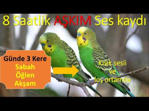 Kuş Konuşturma 8 saatlik Aşkım ses kaydı