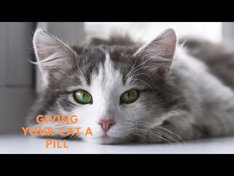 Giving Your Cat A Pill