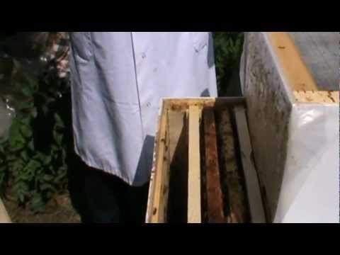 2/2 Selectia matcilor si imperecherea folosind "Bio Stupul - Ioan Ursu" - video apicultura practica