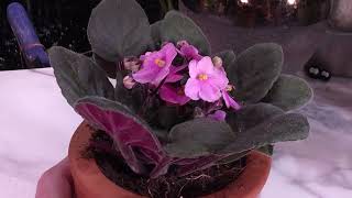 African Violet Care