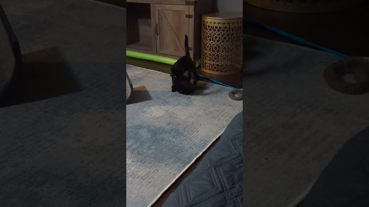 Enlarge Jax, a Adoptable Domestic Short Hair in Traverse City, MI video 6/6