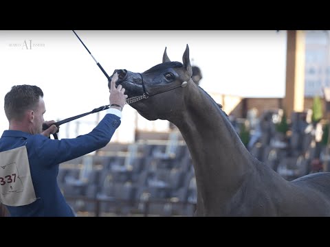 ⚡️ LR SOLO MIO ⚡️⁣ Junior Colt Championship Contender, 2022 KIAHF