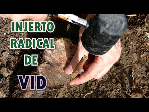 Cómo injertar una VID VIEJA no productiva, con una NUEVA variedad de UVA.  ¡Extremadamente radical!
