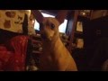 Bambi Dog