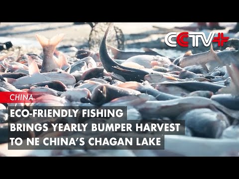 Eco-Friendly Fishing Brings Yearly Bumper Harvest to NE China’s Chagan Lake