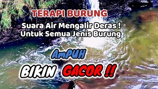 Download lagu Terapi Burung, Suara Air Mengalir Deras! Untuk Semua Burung - Suara Air Terapi Burung Macet Bunyi mp3