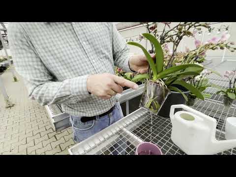 Wie gieße ich meine Orchidee richtig? Variante 2: Mit der Gießkanne