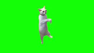 Cat dancing in front of glass green screen