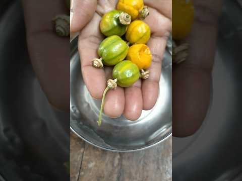 can you guess this fruit name? #shorts #ytshorts #youtybeshorts #trendingshorts