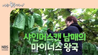 [나는농부다 275회] 샤인머스캣 남매의 마이너스 왕국