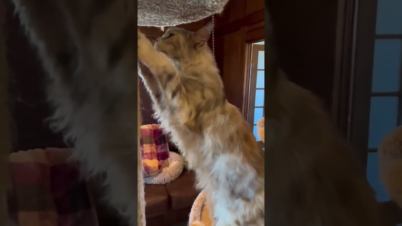 Enlarge Opal, a ADOPTABLE Maine Coon in Ennis, TX video 5/5