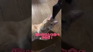 小さな怪獣