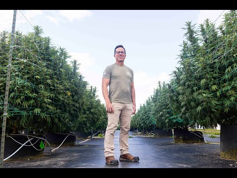 6,000 plants make up this outdoor cannabis grow in Michigan