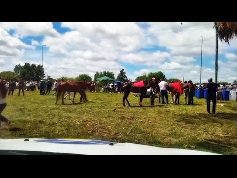Marcaron 46 binomios - 37° edición del raid federado CLUB URUGUAY - Fraile Muerto 22/11/2025