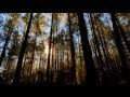 VERY EMOTIONAL - Surah Al- Fajr | Hani Ar ...