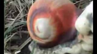 Todo - Pereza Reloaded