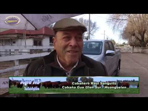 Ganaderia, Nota a cabañero Raul Sanguitu de Gue Glen Sur