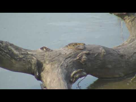 Djuma: Water Monitor Lizard climbs on log, then two jump off into water - 16:26 - 01/13/19