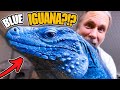 THIS BLUE IGUANA IS UNREAL!! TRAVEL ADVENTURE DAY #1 | BRIAN BARCZYK