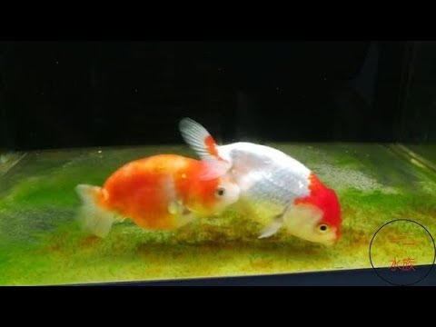 金魚死了代表什麼