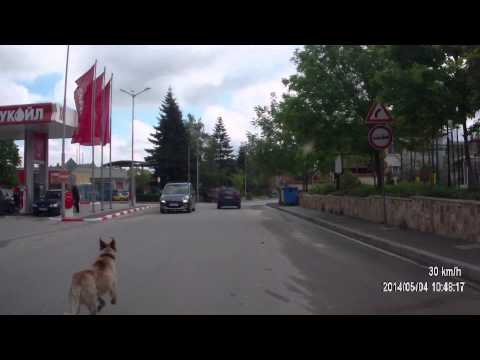 Куче бегач