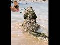Crocodiles Catch Whole Herd Of Migrating Gazelle Reaction Ytshort Viral Gazelle Crocodile