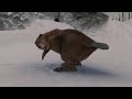 The Chronicles Of Narnia The Lion The Witch The Wardrobe Mr Beaver 2005 5