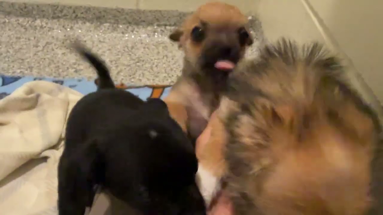 Chicklet: Tiny and Sweet, a ADOPTABLE mixed breed in San Antonio, TX video 2/6