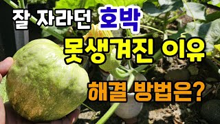 잘자라던 호박이 울퉁불퉁 못생긴 이유 해결방법 텃밭농사 맷돌호박키우기