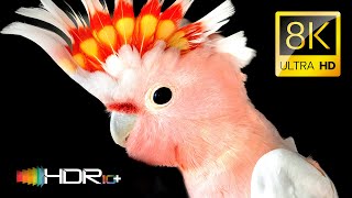 Strangest Birds in Stunning Colors 4K 120fps HDR 8K Video ULTRA HD - Dolby Vision
