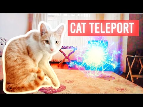 TELEPORTING CAT ||  CAT  SUPER  POWERS