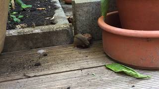 Garten  - ein Lebensraum für Insekten, Vögel und Tiere