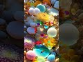 Adorable Fishes Videos Natural Beauty Fish And Water Sound Fishing
