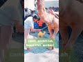 Camel Qurbani 2023|| Camel Slaughter || Onth ki Qurbani #eid#qurbanicollection  #shorts #short