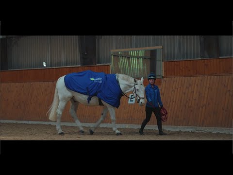 The Movement of the Horse – Understanding Equine Health, Performance ...