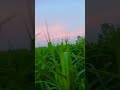 So High Punjabi Song Kheti Status SidhuMooseWalaOfficial ManojDey Lokdhunpunjabi