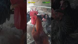 Download lagu DAY 2/180 — Kami Punya 30 Ayam KUB. Bisa Jadi Hasil untuk Keluarga? mp3