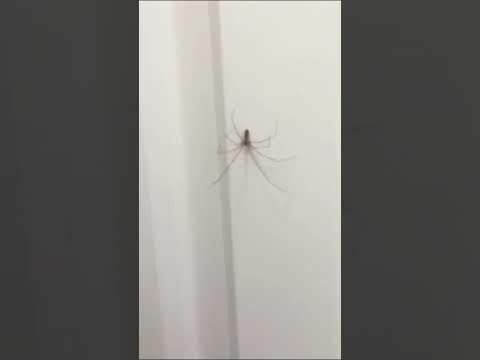 Meeting a Friendly Spider