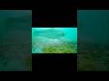 Video Thumbnail for Rainbow trout #icefishing #fishing #rainbowtrout #shorts