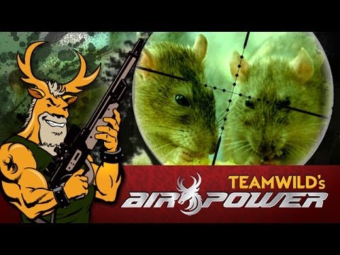 EXTREME Airgun Hunting - Shooting Rats and Pigeons with the Daystate Huntsman .177